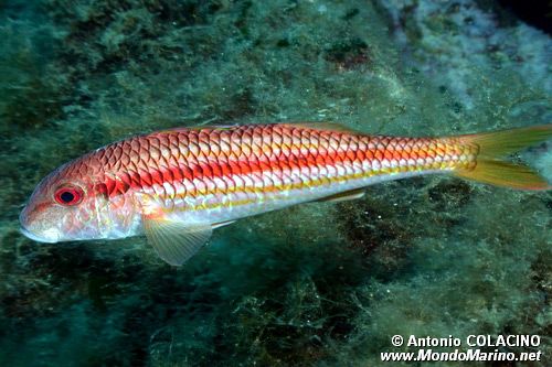 Triglia di scoglio (Mullus surmuletus)