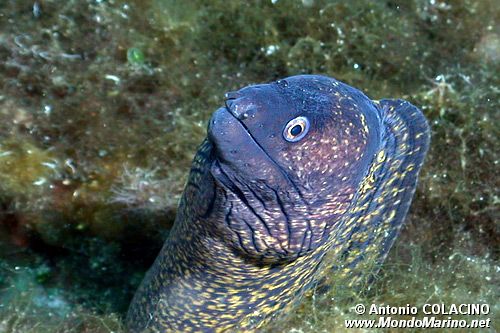 Murena (Muraena helena)