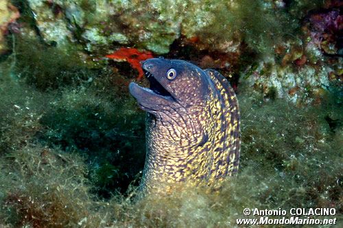 Murena (Muraena helena)