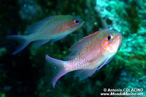 Castagnola rossa (Anthias anthias)
