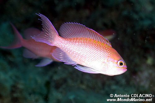 Castagnola rossa (Anthias anthias)