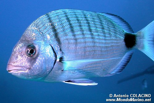 Sarago maggiore (Diplodus sargus sargus)