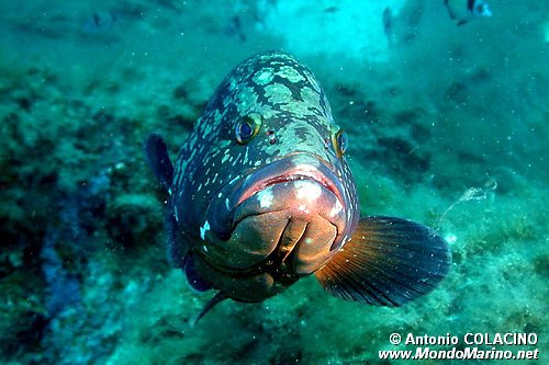Cernia bruna (Epinephelus marginatus)