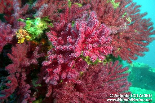 Gorgonia rossa (Paramuricea clavata)