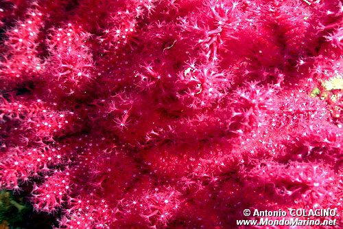 Gorgonia rossa (Paramuricea clavata)