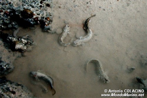 Perioftalmo (Periophtalmus vulgaris)