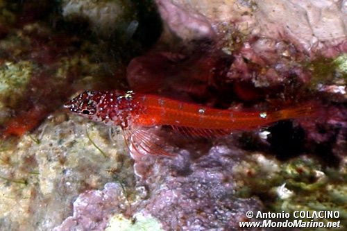 Peperoncino minore (Tripterygion melanurus)