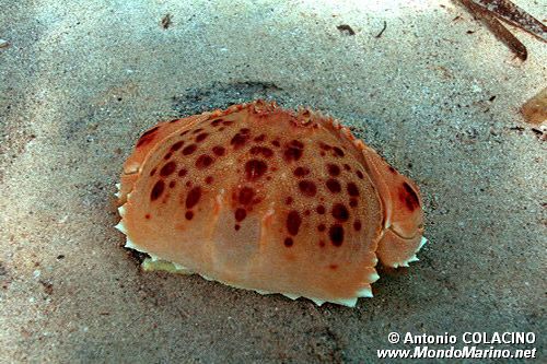 Granchio melograno (Calappa granulata)