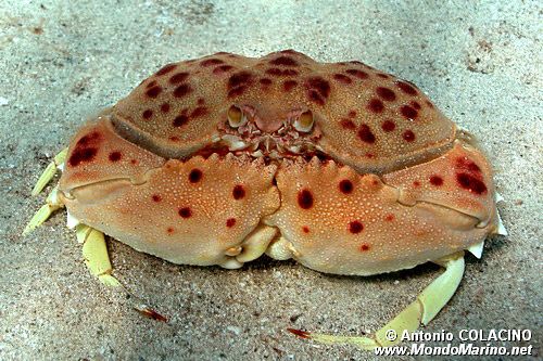 Granchio melograno (Calappa granulata)