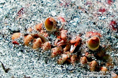 Granchio melograno (Calappa granulata)