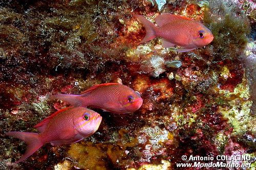 Castagnola rossa (Anthias anthias)