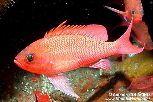 Castagnola rossa (Anthias anthias)