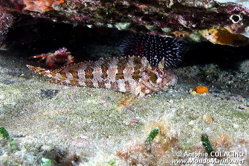 Bavosa ruggine (Parablennius gattorugine)