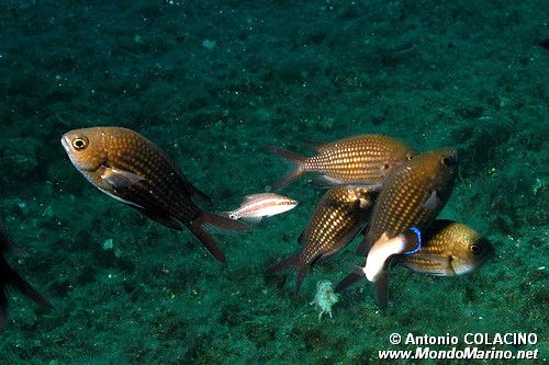 Castagnola (Chromis chromis)