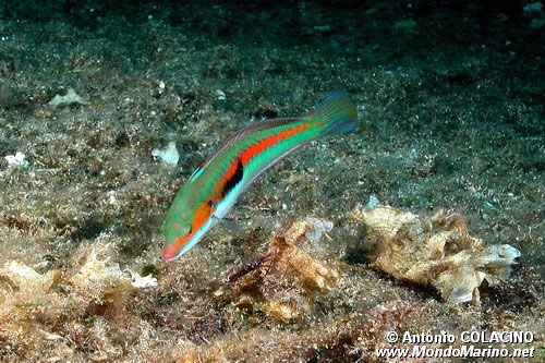 Donzella (Coris julis)