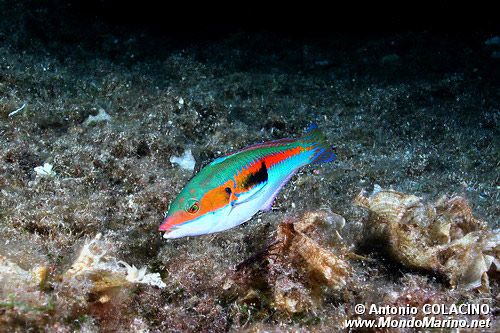 Donzella (Coris julis)