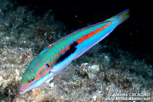 Donzella (Coris julis)