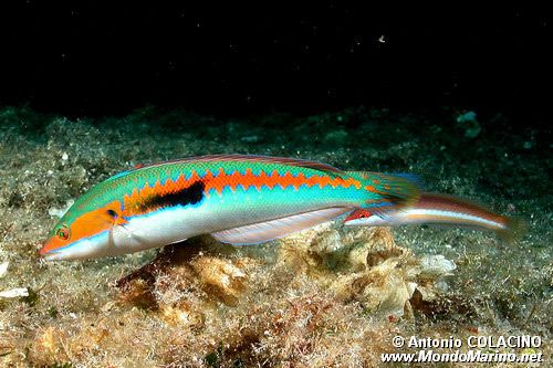 Donzella (Coris julis)