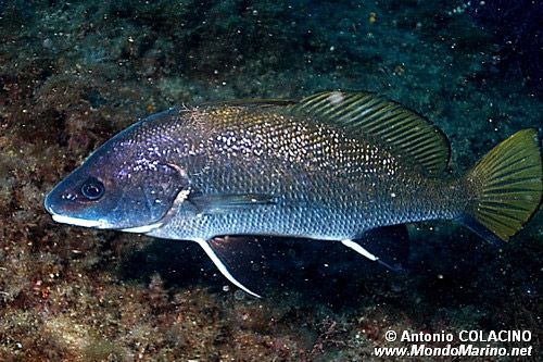 Corvina (Sciaena umbra)