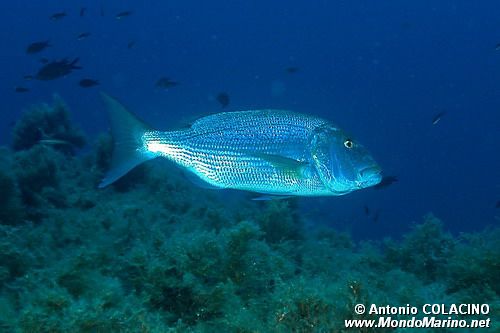 Dentice (Dentex dentex)