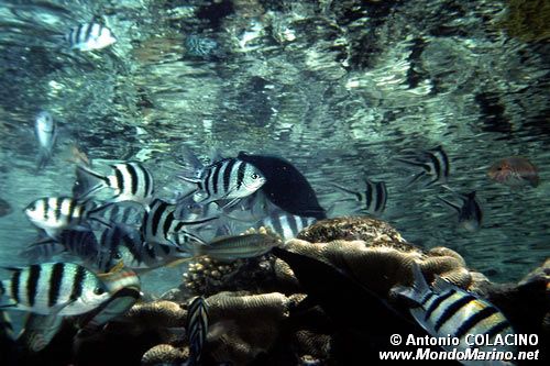 Pesce sergente (Abudefduf sexfasciatus)