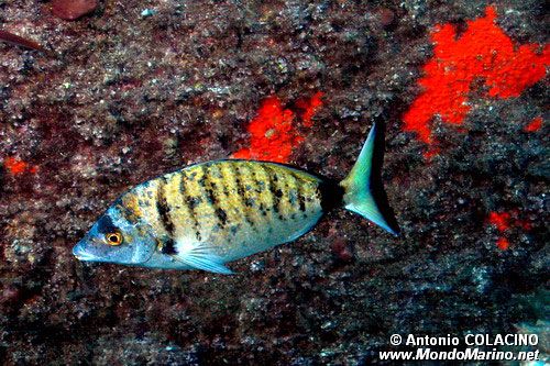 Sarago pizzuto (Diplodus puntazzo)