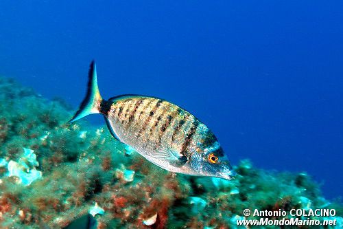 Sarago pizzuto (Diplodus puntazzo)