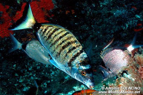 Sarago pizzuto (Diplodus puntazzo)