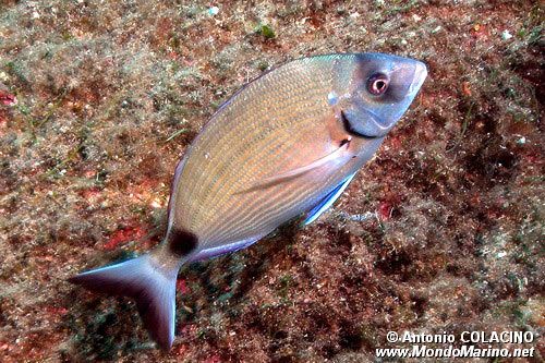 Sarago maggiore (Diplodus sargus sargus)