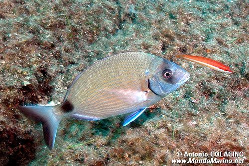 Sarago maggiore (Diplodus sargus sargus)