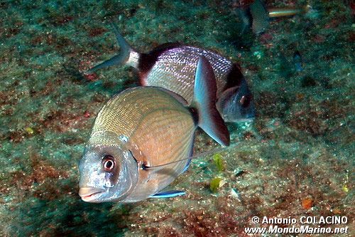 Sarago maggiore (Diplodus sargus sargus)