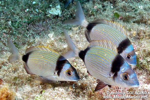 Sarago fasciato (Diplodus vulgaris)