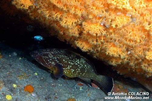 Cernia bruna (Epinephelus marginatus)