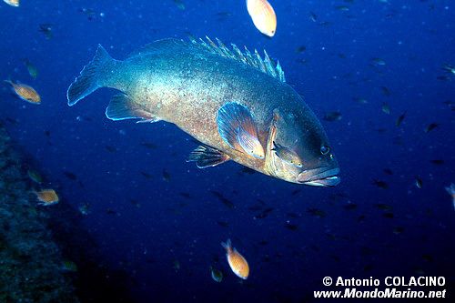 Cernia bruna (Epinephelus marginatus)