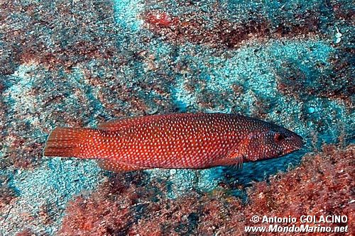 Tordo (Labrus viridis)