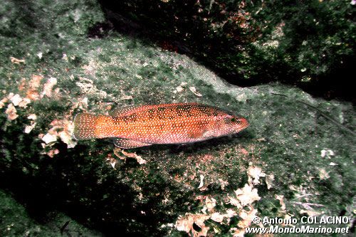 Tordo (Labrus viridis)