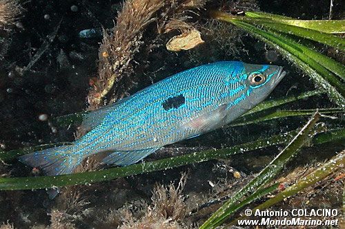 Menola (Spicara maena)