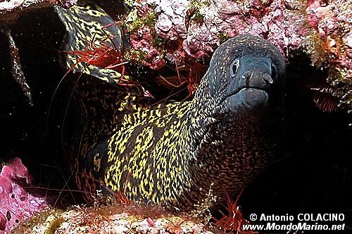 Murena (Muraena helena)