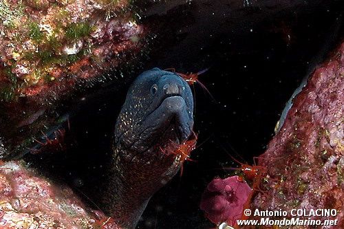 Murena (Muraena helena)