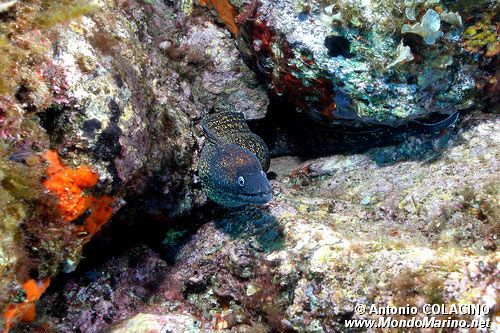 Murena (Muraena helena)