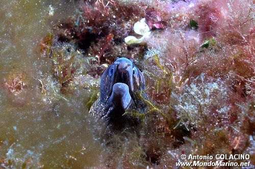 Murena (Muraena helena)