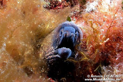 Murena (Muraena helena)