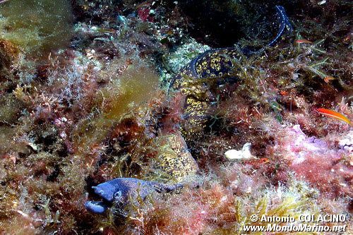 Murena (Muraena helena)