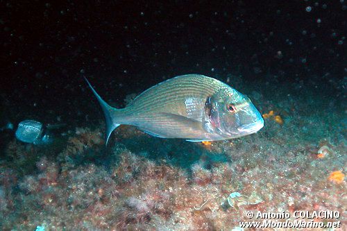 Orata (Sparus aurata)