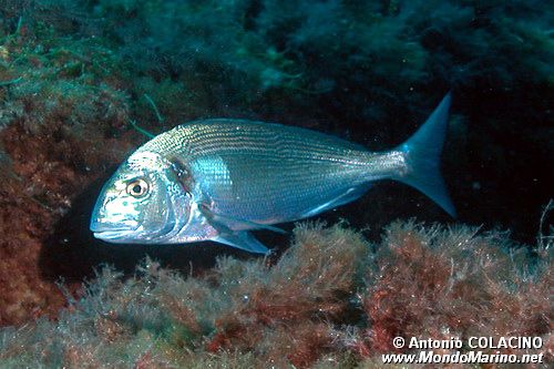 Orata (Sparus aurata)
