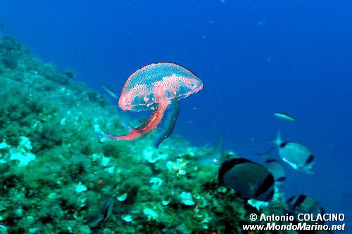 Medusa luminosa (Pelagia noctiluca)