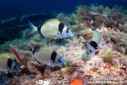 Sarago fasciato (Diplodus vulgaris)
