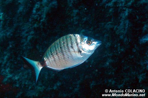 Sarago pizzuto (Diplodus puntazzo)