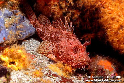 Scorfano rosso (Scorpaena scrofa)