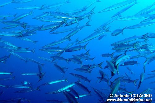 Barracuda boccagialla (Sphyraena viridensis)